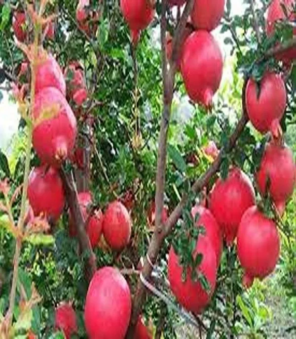 Pomegranate_Plant_(Hybrid,_Pack_of_1)