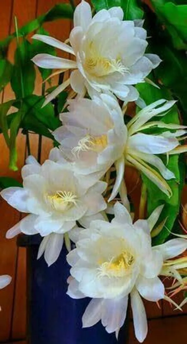 Brahma_Kamal_Plant_(Hybrid,_Pack_of_1)