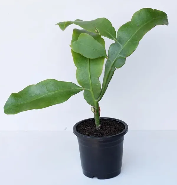 Brahma_Kamal_Plant_(Hybrid,_Pack_of_1)