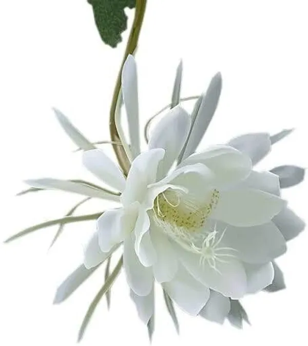 Brahma_Kamal_Plant_(Hybrid,_Pack_of_1)