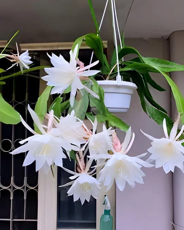 Brahma_Kamal_Plant_(Hybrid,_Pack_of_1)