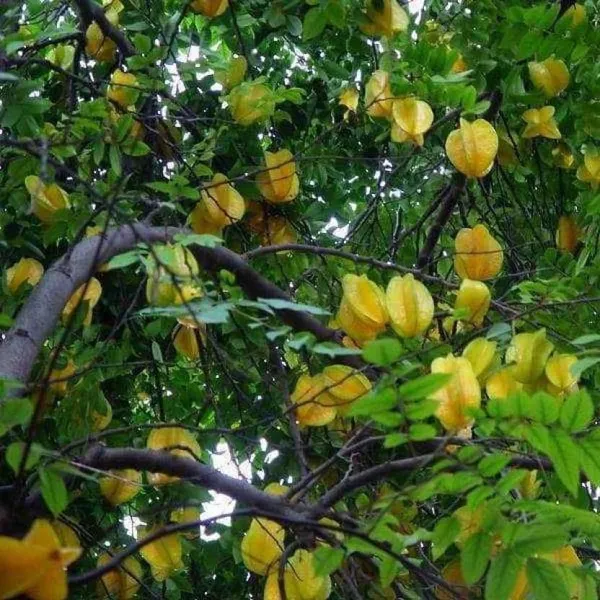 Star_Fruit_Carambola_Grafted_Plant_(Hybrid,_Pack_of_1)