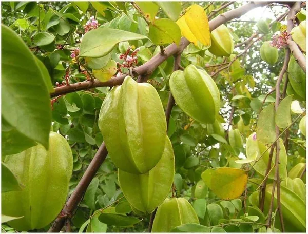 Star_Fruit_Carambola_Grafted_Plant_(Hybrid,_Pack_of_1)