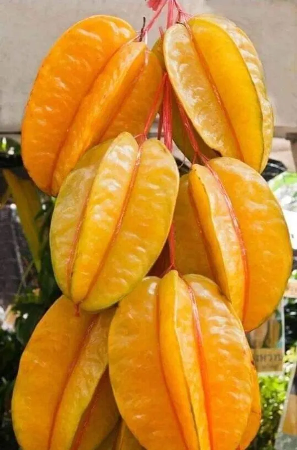 Star_Fruit_Carambola_Grafted_Plant_(Hybrid,_Pack_of_1)