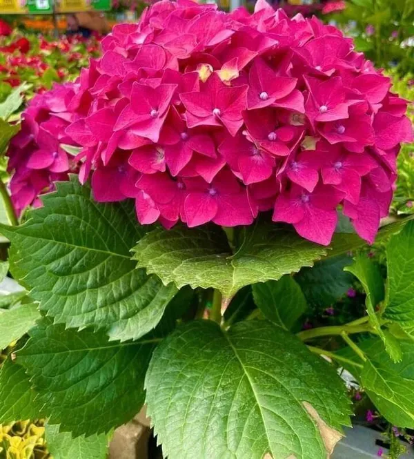 Hydrangea_Plant_(Hybrid,_Pack_of_1)