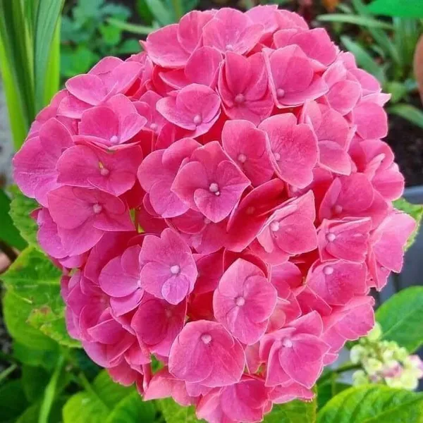 Hydrangea_Plant_(Hybrid,_Pack_of_1)