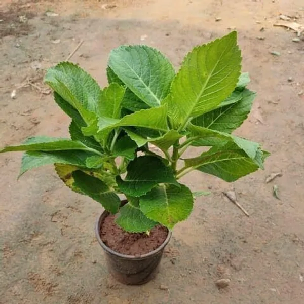 Hydrangea_Plant_(Hybrid,_Pack_of_1)
