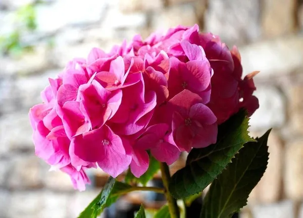 Hydrangea_Plant_(Hybrid,_Pack_of_1)