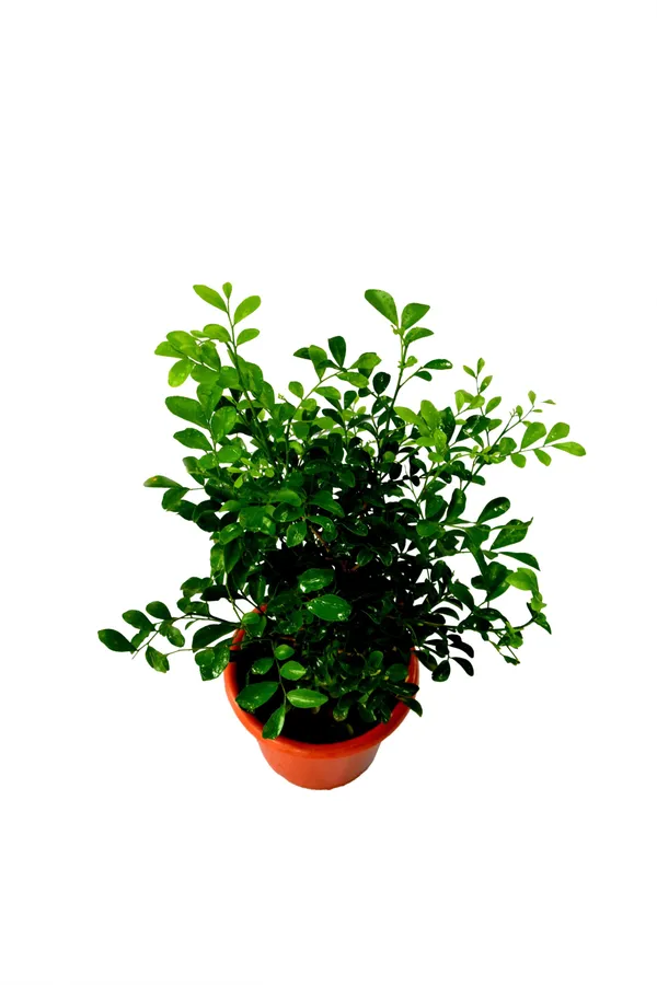 Madhu_Kamini_Plant_(Hybrid,_Pack_of_1)