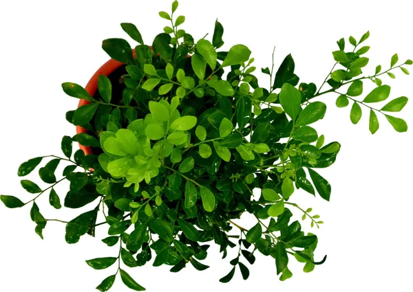 Madhu_Kamini_Plant_(Hybrid,_Pack_of_1)