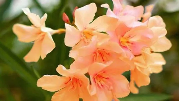 Oleander_Plant_(Hybrid,_Pack_of_1)