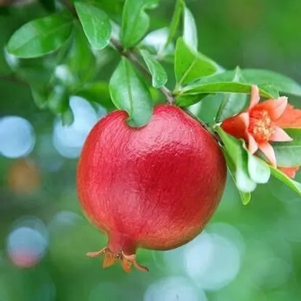 Pomegranate_Plant_(Hybrid,_Pack_of_1)