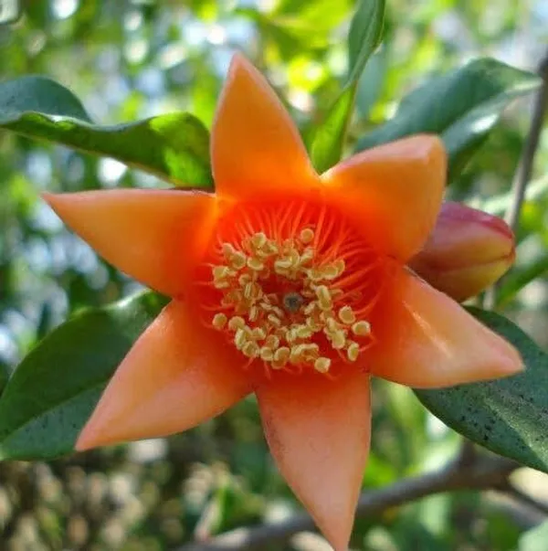 Pomegranate_Plant_(Hybrid,_Pack_of_1)