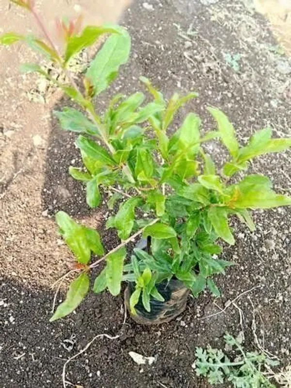 Pomegranate_Plant_(Hybrid,_Pack_of_1)