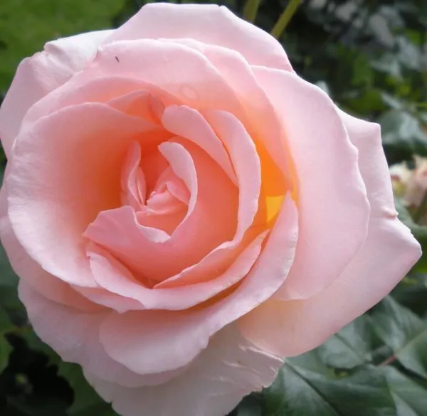 Rose_Plant_(Hybrid,_Pack_of_1)