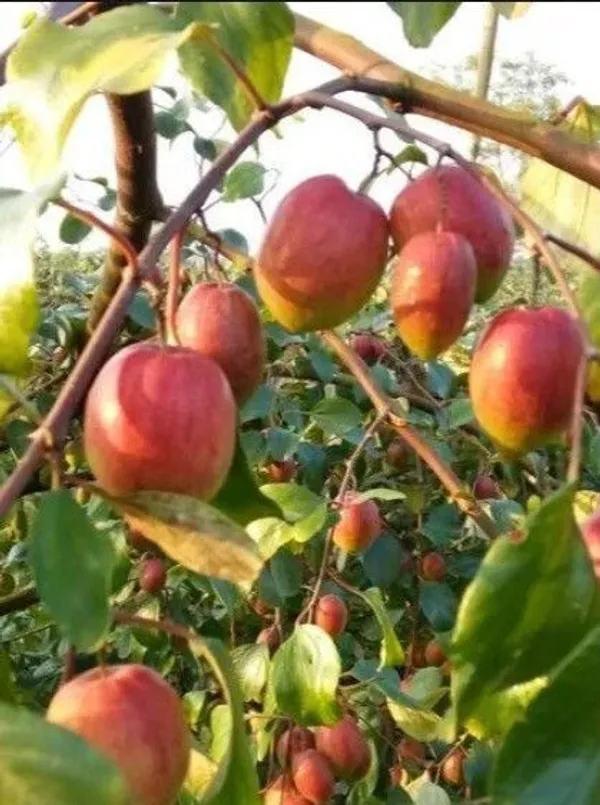 Ber_Apple_Plant_(Hybrid,_Pack_of_1)