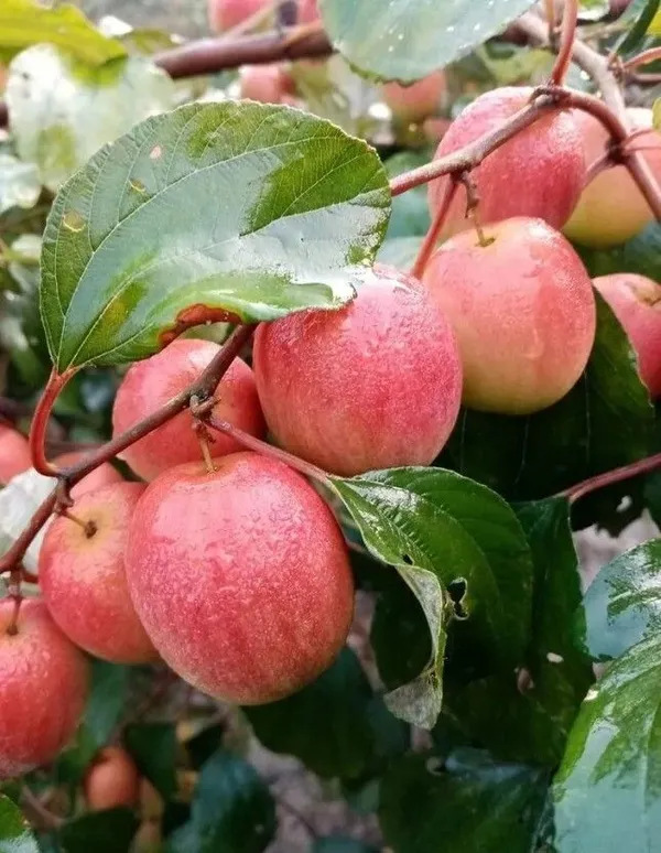 Ber_Apple_Plant_(Hybrid,_Pack_of_1)