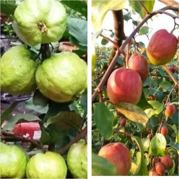 Guava_Plant_(Hybrid,_Pack_of_1)