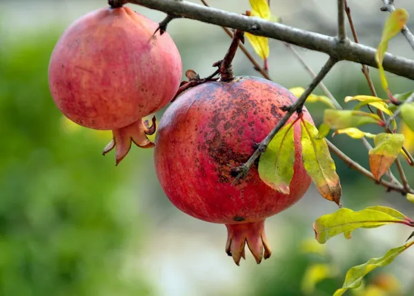 Pomegranate_Plant_(Hybrid,_Pack_of_1)