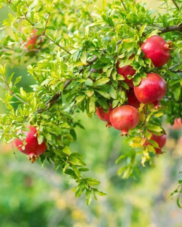 Pomegranate_Plant_(Hybrid,_Pack_of_1)