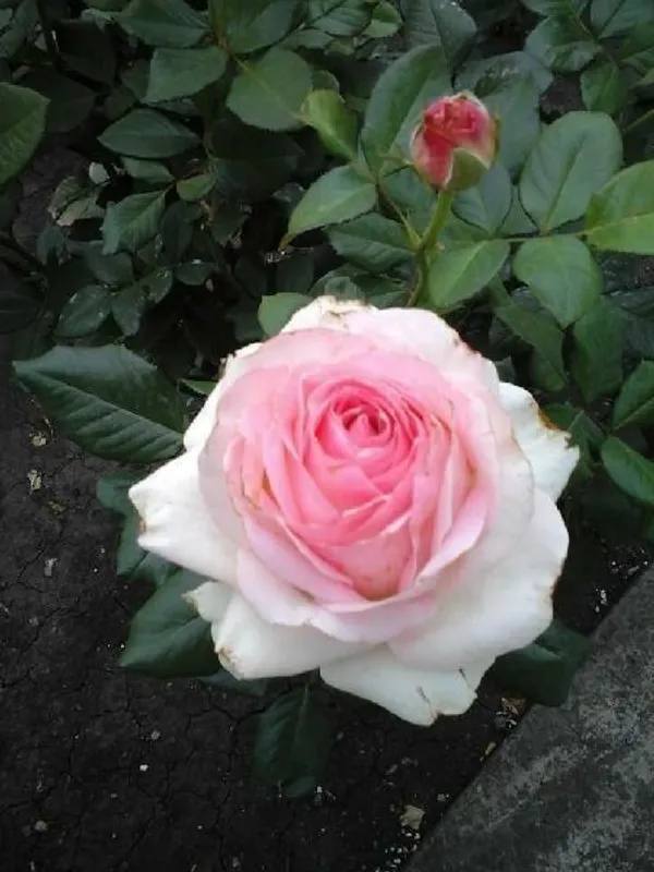 Rose_Plant_(Hybrid,_Pack_of_1)