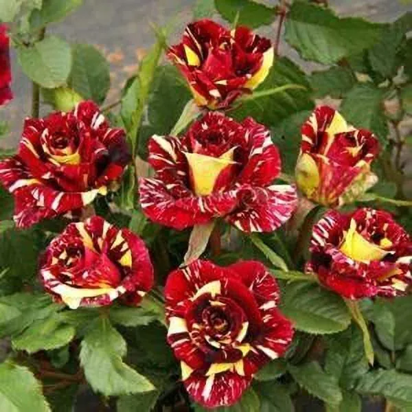 Rose_Plant_(Hybrid,_Pack_of_1)
