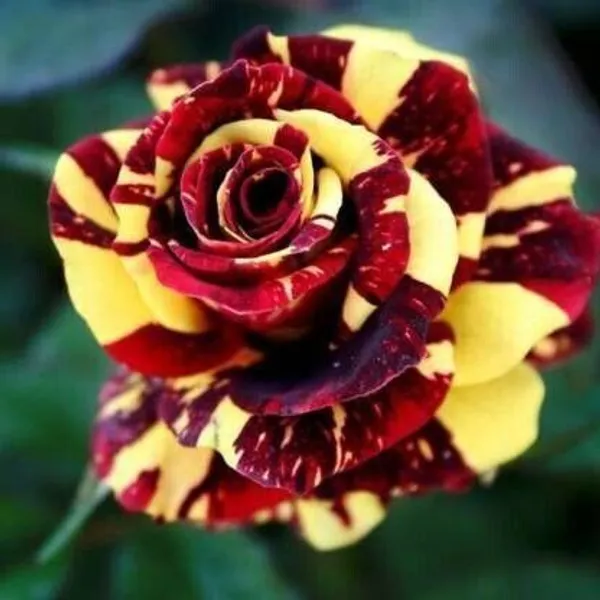 Rose_Plant_(Hybrid,_Pack_of_1)