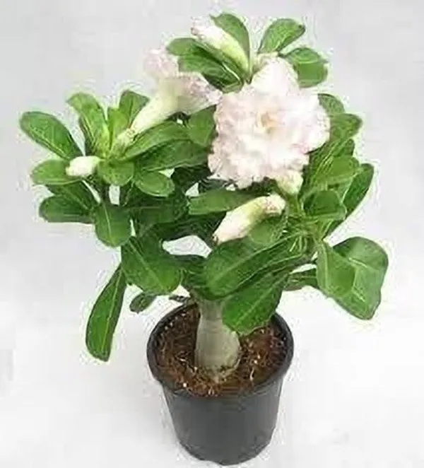 Adenium_Plant_(Hybrid,_Pack_of_1)