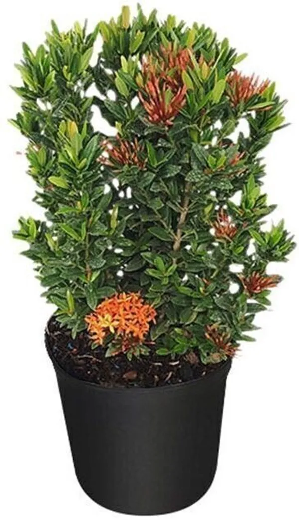 Trothic_Ixora/Chethi_Plant_(Hybrid,_Pack_of_1)