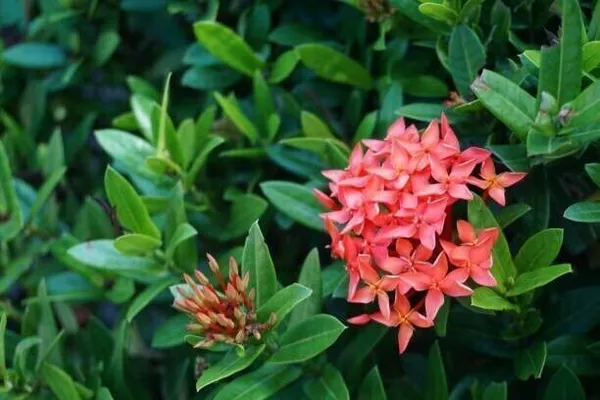 Trothic_Ixora/Chethi_Plant_(Hybrid,_Pack_of_1)