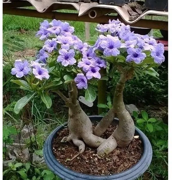 Adenium_Plant_(Hybrid,_Pack_of_1)