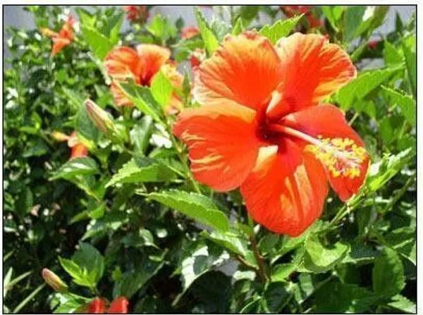 Hibiscus_Plant_(Hybrid,_Pack_of_1)