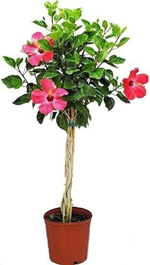 Hibiscus_Plant_(Hybrid,_Pack_of_1)