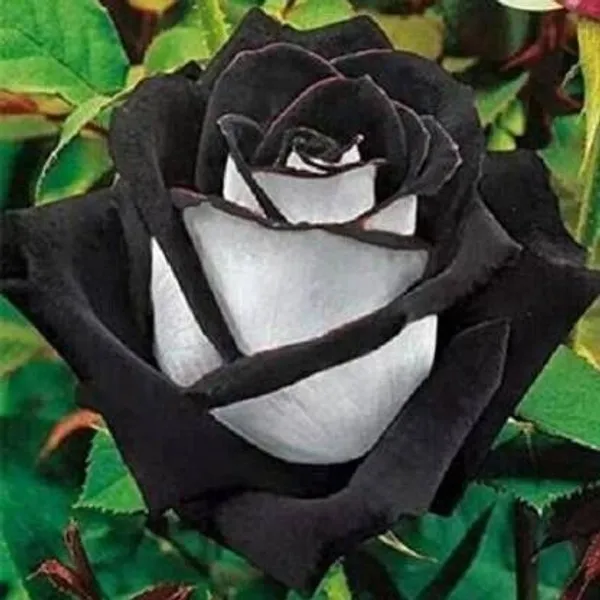 Rose_Plant_(Hybrid,_Pack_of_1)