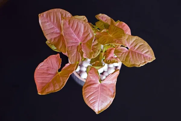 Syngonium_Plant_(Hybrid,_Pack_of_1)