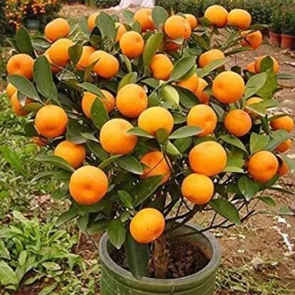 Orange_Plant_(Hybrid,_Pack_of_1)