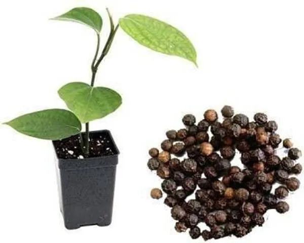 Black_Pepper_Plant_(Hybrid,_Pack_of_1)