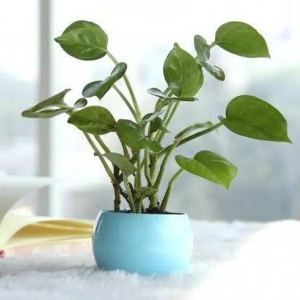 Money_Plant_(Hybrid,_Pack_of_1)