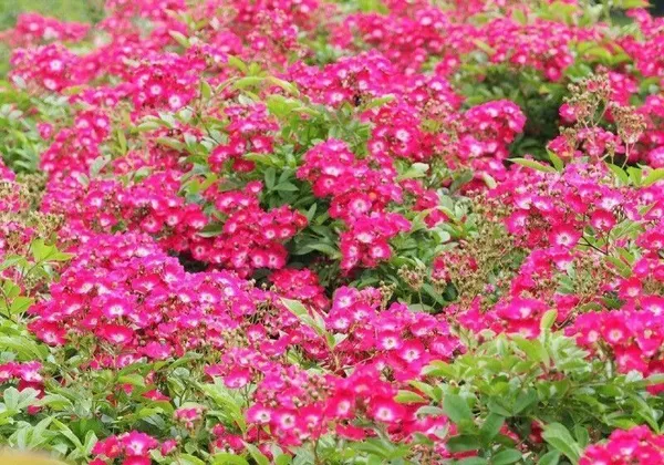 Rose_Plant_(Hybrid,_Pack_of_1)