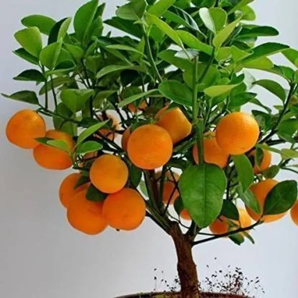 Orange_Plant_(Hybrid,_Pack_of_1)