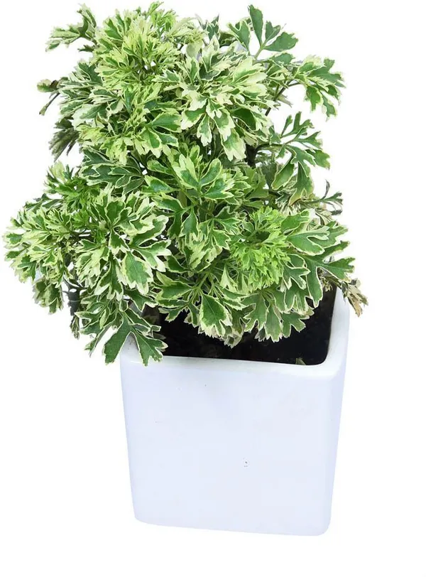 Aralia_Plant_(Hybrid,_Pack_of_1)