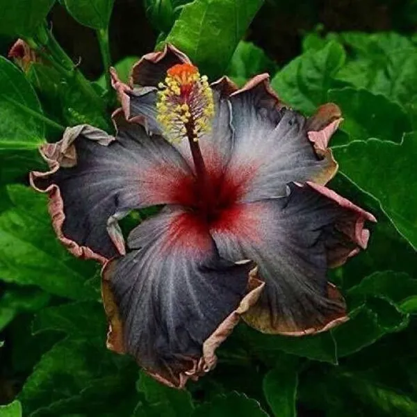 Hibiscus_Plant_(Hybrid,_Pack_of_1)