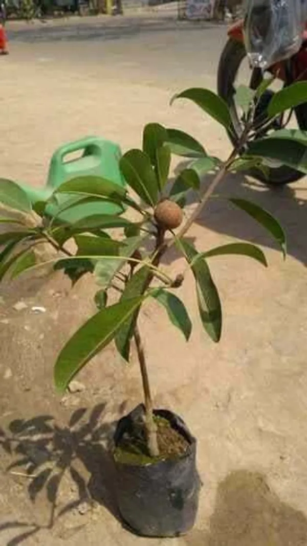 Chiku_Plant_(Hybrid,_Pack_of_1)