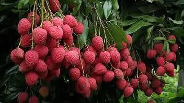 Litchi_Plant_(Hybrid,_Pack_of_1)