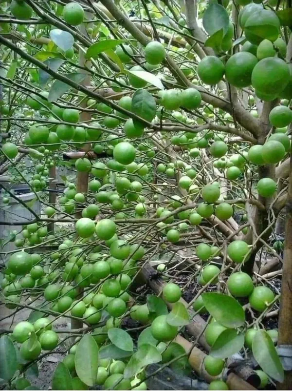 Lemon_Plant_(Hybrid,_Pack_of_1)