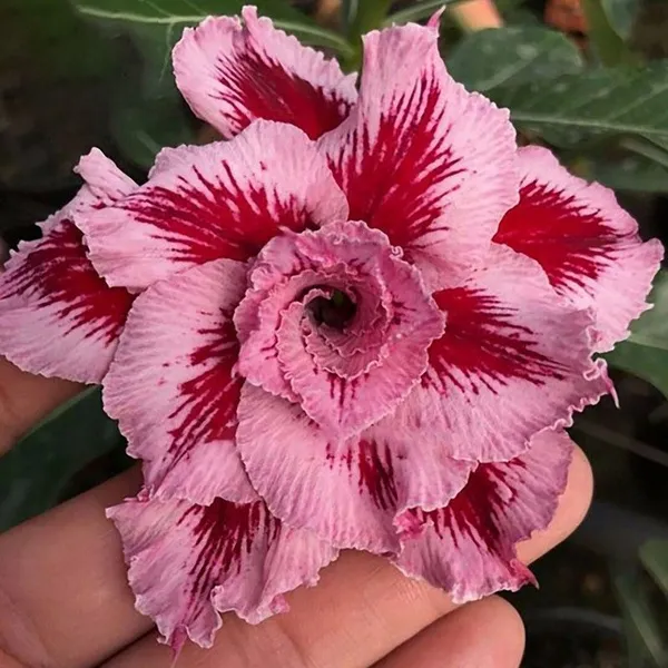 Adenium_Plant_(Hybrid,_Pack_of_1)