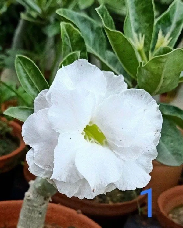 Adenium_Plant_(Hybrid,_Pack_of_1)