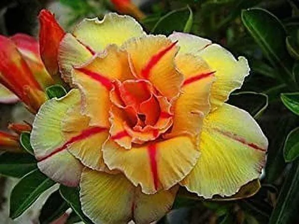 Adenium_Plant_(Hybrid,_Pack_of_1)