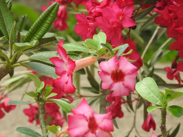 Adenium_Plant_(Hybrid,_Pack_of_1)