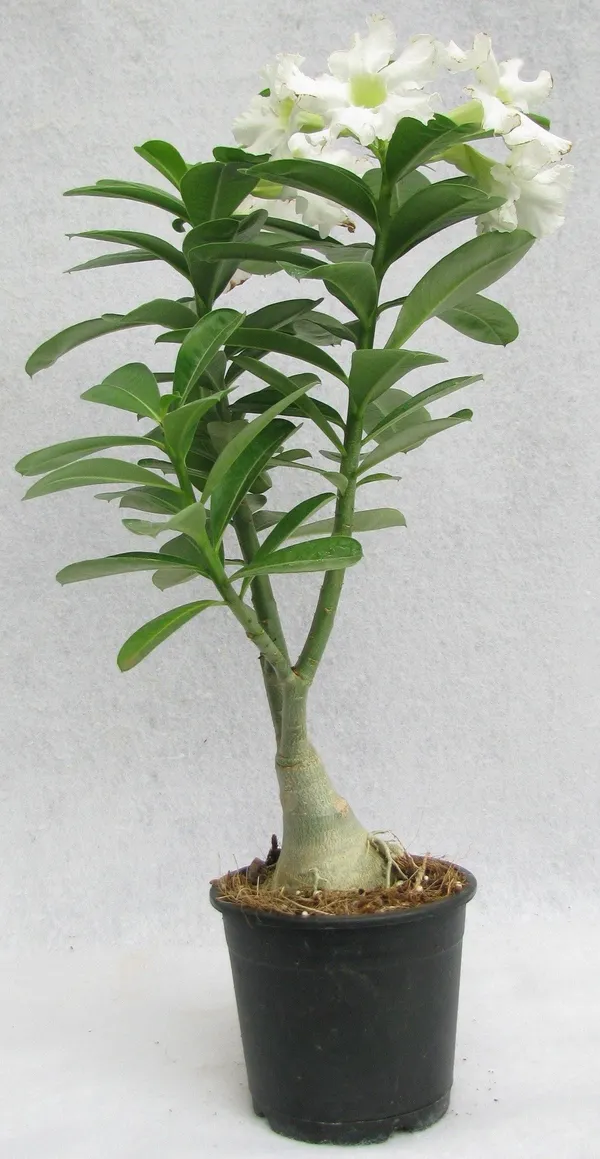 Adenium_Plant_(Hybrid,_Pack_of_1)